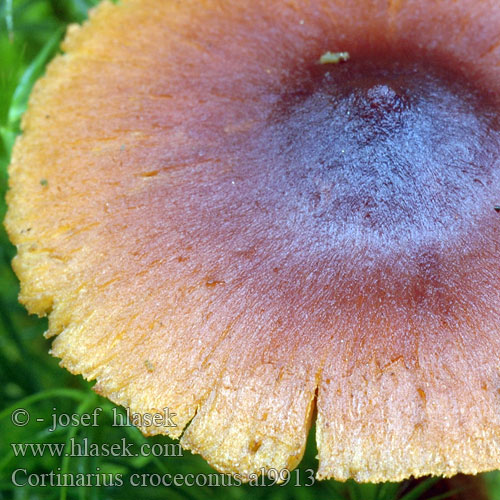 Cortinarius croceoconus al9913