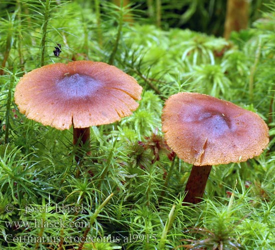 Spetspucklig kanelspindling Spitzgebuckelter Safran-Hautkopf Suippukaneliseitikki Boomloze Gordijnzwam Spiss kanelslørsopp Cortinarius croceoconus Dermocybe Pavučinec měďový