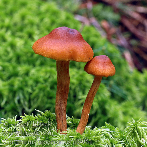 Cortinarius croceoconus al9951