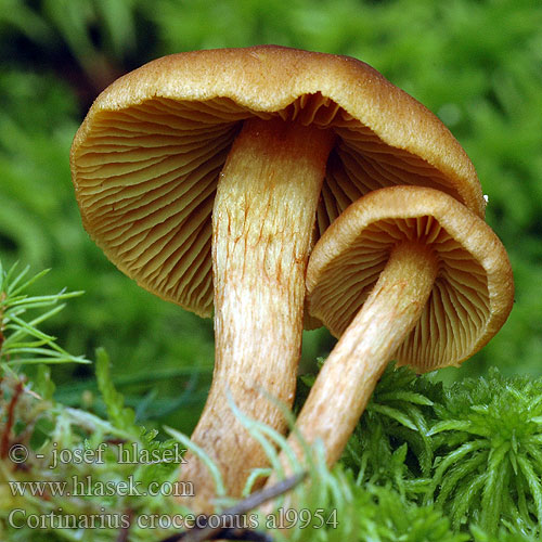 Cortinarius croceoconus al9954