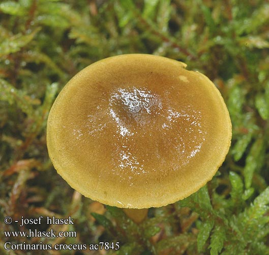 Cortinarius croceus ac7845