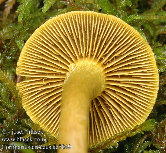 Cortinarius croceus Zasłonak szafranowy Dermocybe crocea žafranasta koprenka Паутинник шафрановый Geelplaatgordijnzwam Safranblättriger Hautkopf Keltahelttaseitikki Pavučinovec šafranový Pavučinec šafránový Gulbladet slørhat