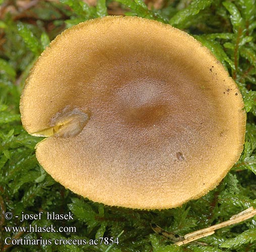 Cortinarius croceus ac7854