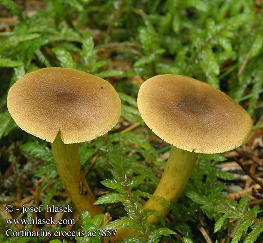 Cortinarius croceus Safranblättriger Hautkopf Keltahelttaseitikki Pavučinovec šafranový Pavučinec šafránový Gulbladet slørhat Zasłonak szafranowy Dermocybe crocea žafranasta koprenka Паутинник шафрановый Geelplaatgordijnzwam