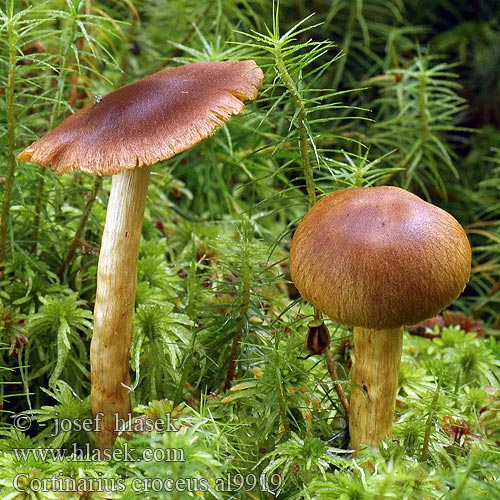 Cortinarius croceus al9919