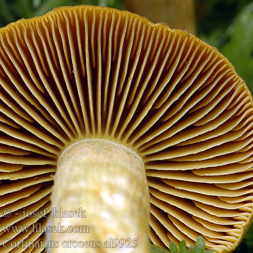 Cortinarius croceus al9925