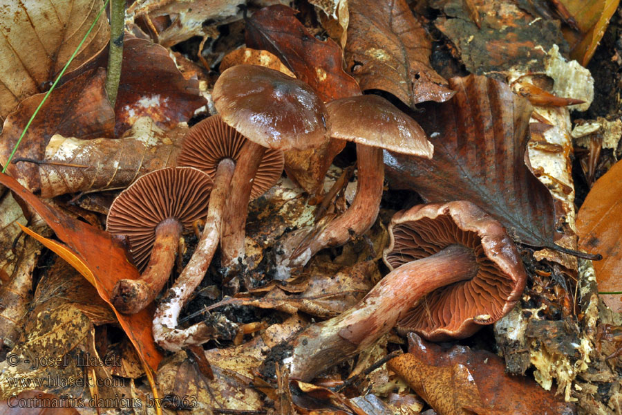 Cortinarius danicus