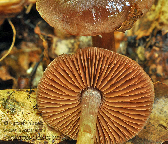 Cortinarius danicus