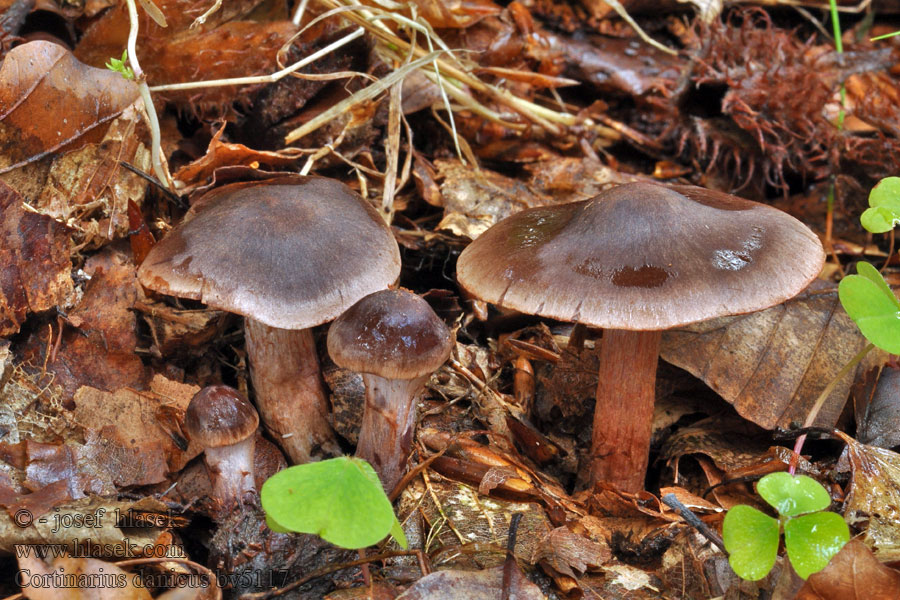 Cortinarius danicus