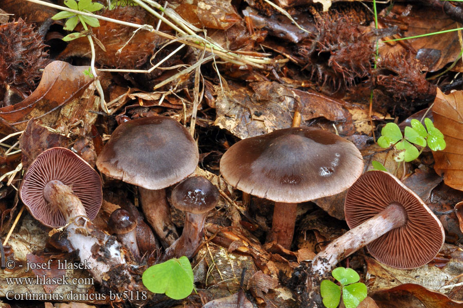 Cortinarius danicus