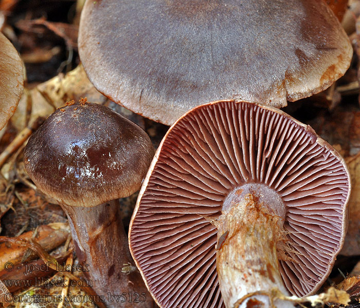 Cortinarius danicus