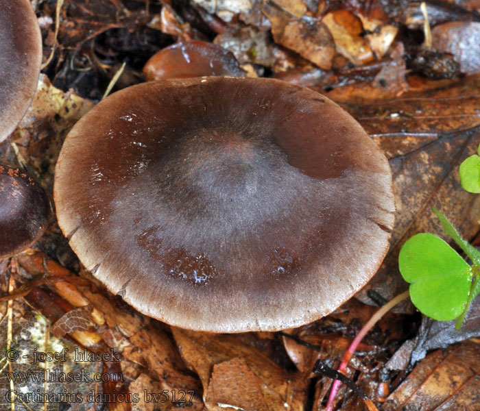 Cortinarius danicus