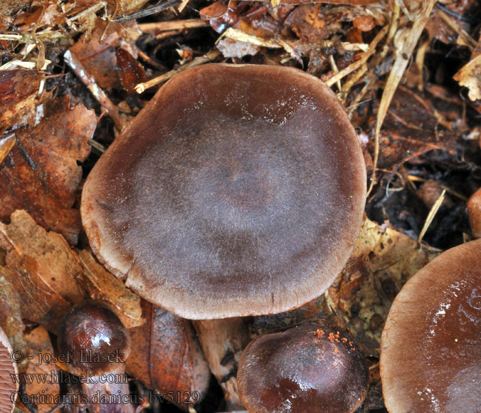 Cortinarius danicus