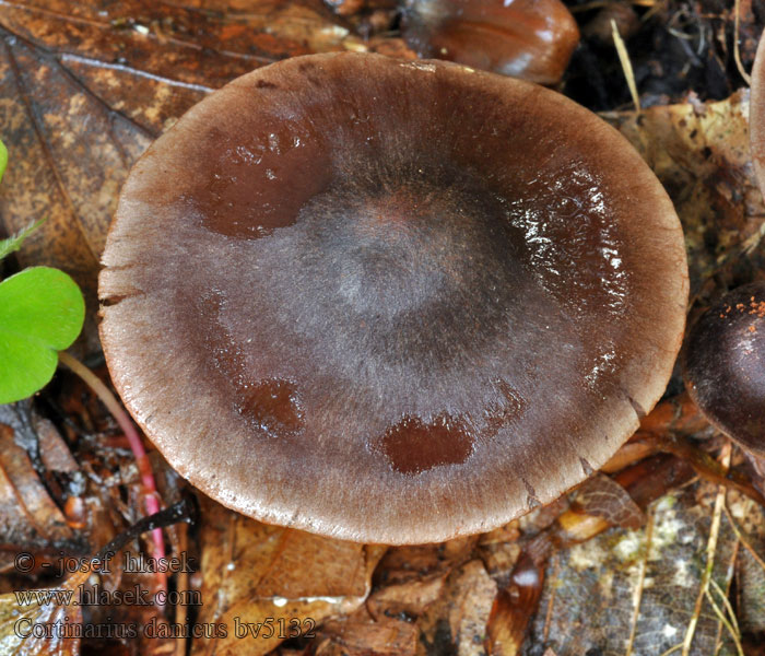 Cortinarius danicus