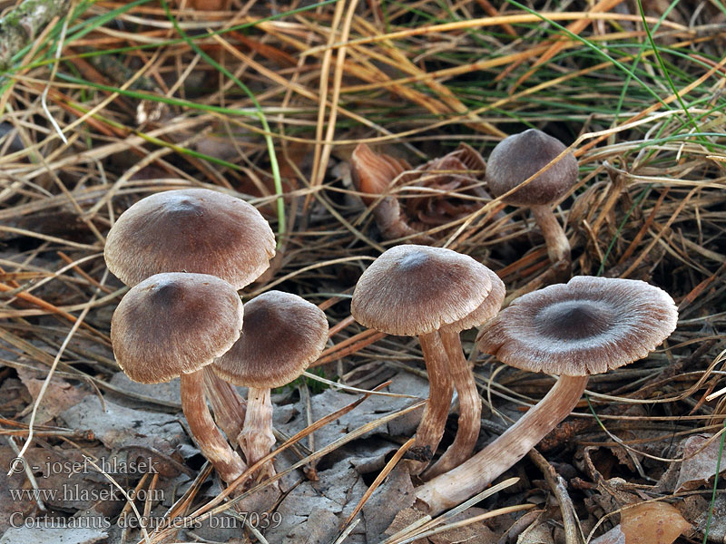 Cortinarius decipiens Zasłonak ciemnogłowy