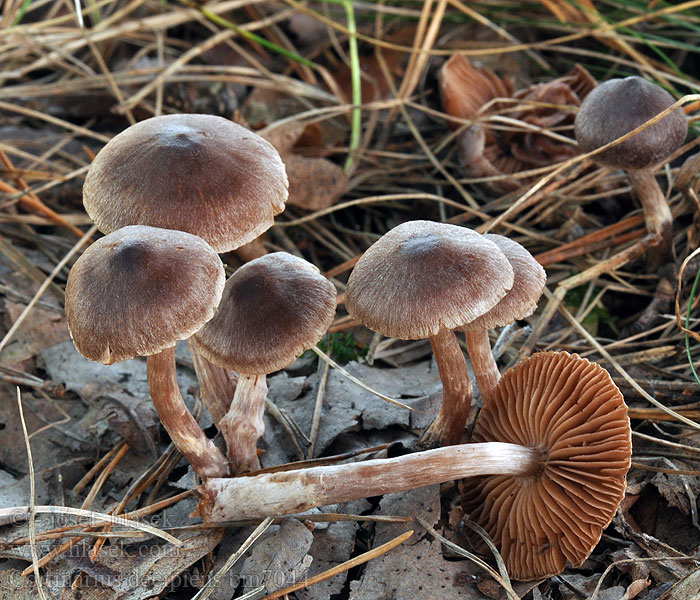 Cortinarius decipiens Mørkpuklet slørhat