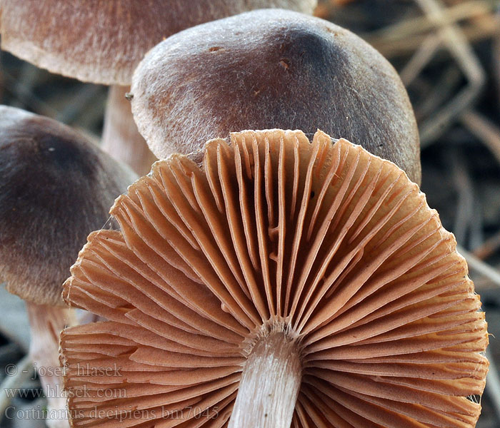 Cortinarius_decipiens_bm7045