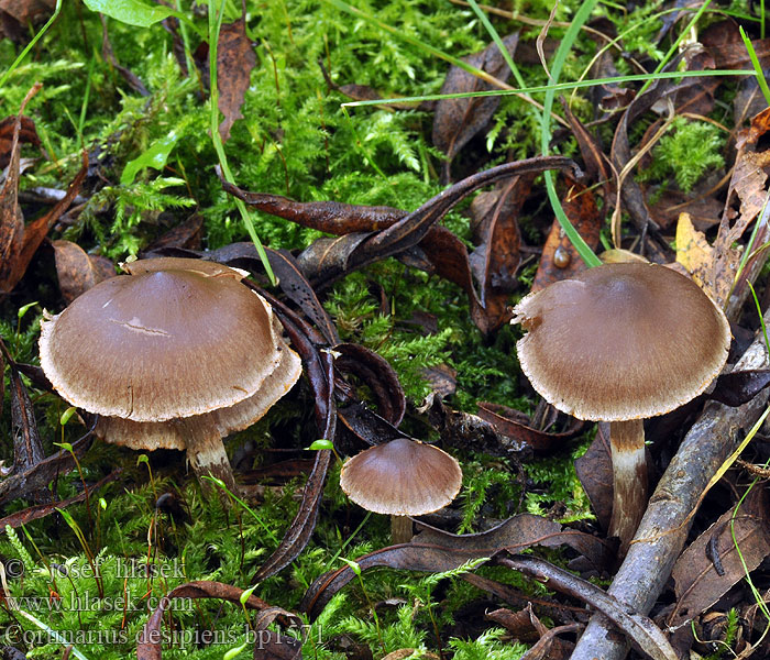 Cortinarius decipiens sertipes Pavučinec zaniklý