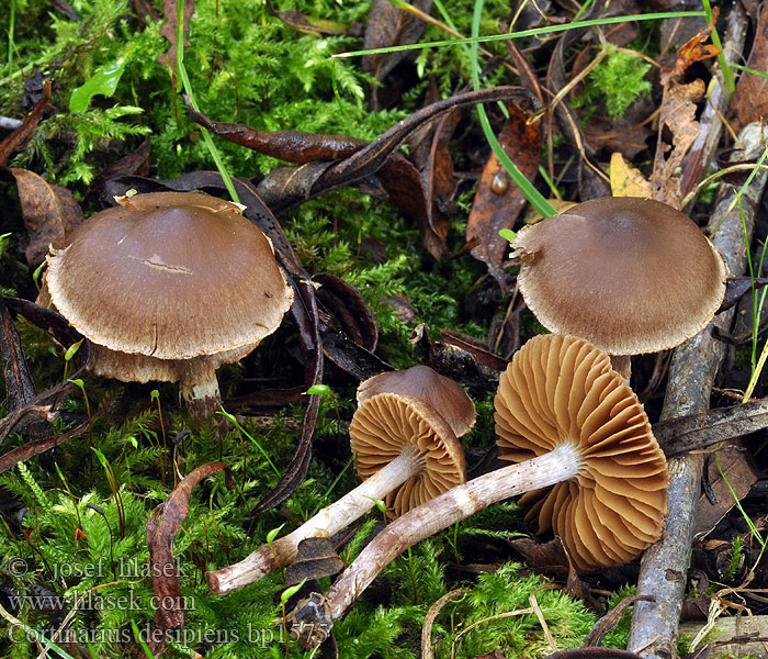 Cortinarius_decipiens_bp1575