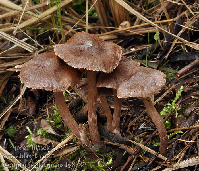 Cortinarius decipiens Mørkpuklet slørsopp Goljufiva koprenka