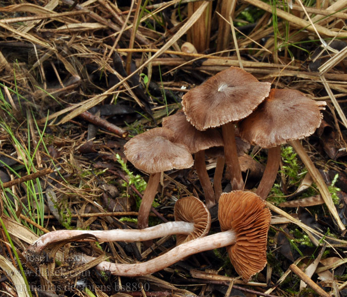 Cortinarius decipiens Паути́нник обма́нчивый