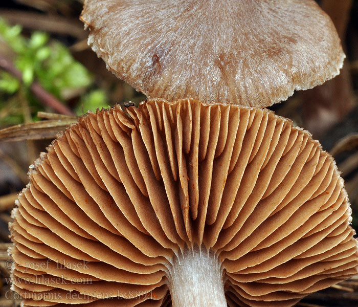 Cortinarius decipiens Pavučinec zaniklý