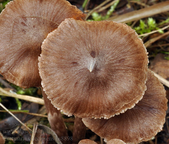 Cortinarius decipiens Schwarzgebuckelter Wasserkopf