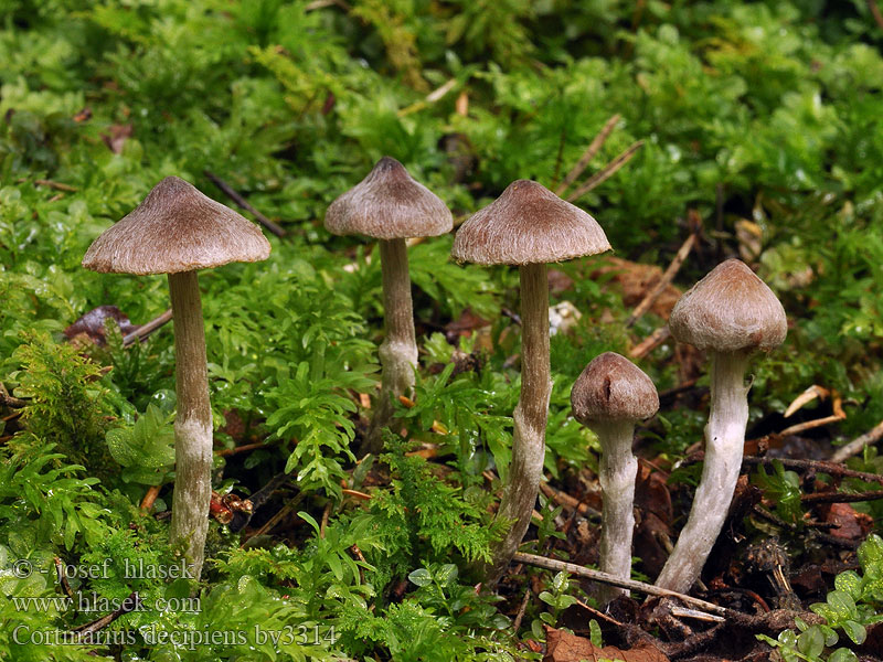 Cortinarius decipiens sertipes