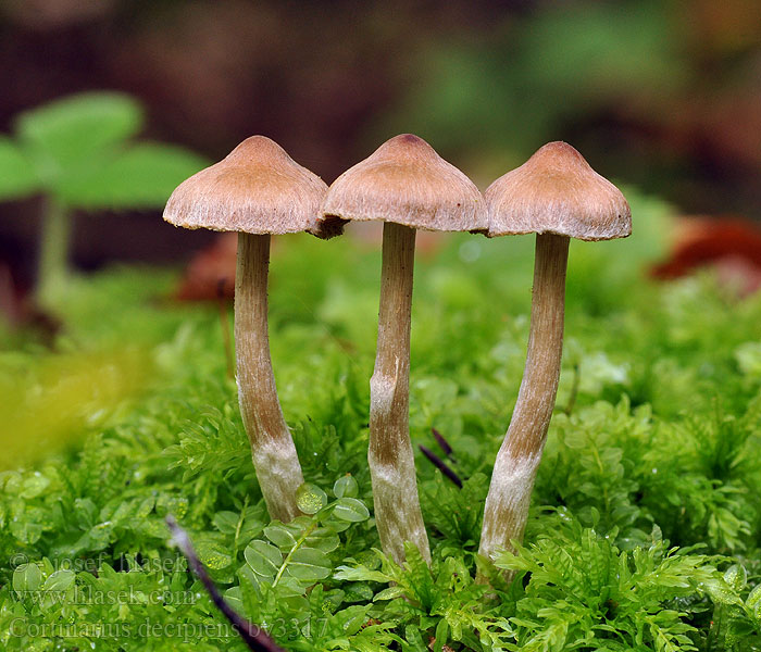 Pavučinec zaniklý Cortinarius decipiens