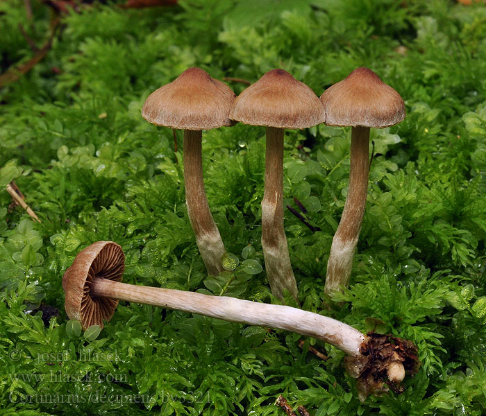 Schwarzgebuckelter Wasserkopf Cortinarius decipiens