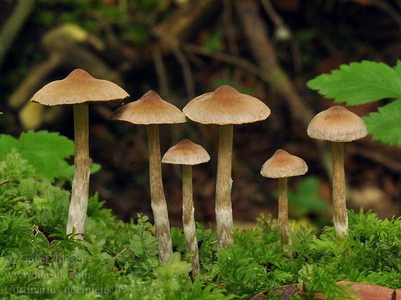 Zasłonak ciemnogłowy Cortinarius decipiens