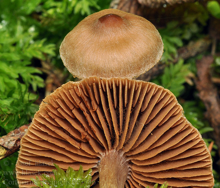 Cortinaire trompeur Паути́нник обма́нчивый Cortinarius decipiens