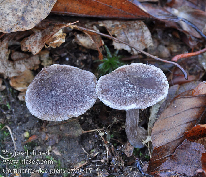 Cortinarius decipiens