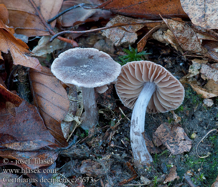 Cortinarius decipiens