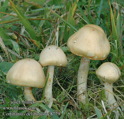 Cortinarius delibutus Pavučinec natřený Cortinaire enduit