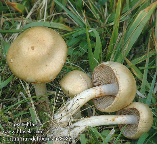 Cortinarius delibutus Yellow Webcap Gul slørhat