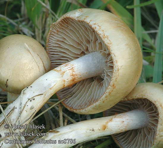 Cortinarius delibutus Violettblättriger Lilablättriger Schleimfuß