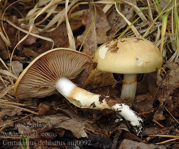 Cortinarius delibutus am0092