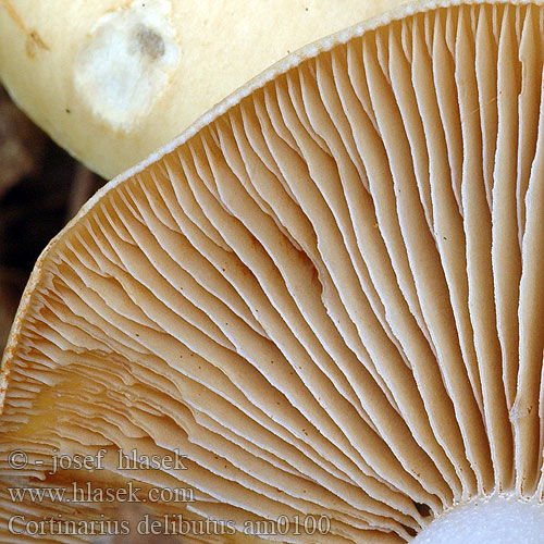 Cortinarius delibutus am0100