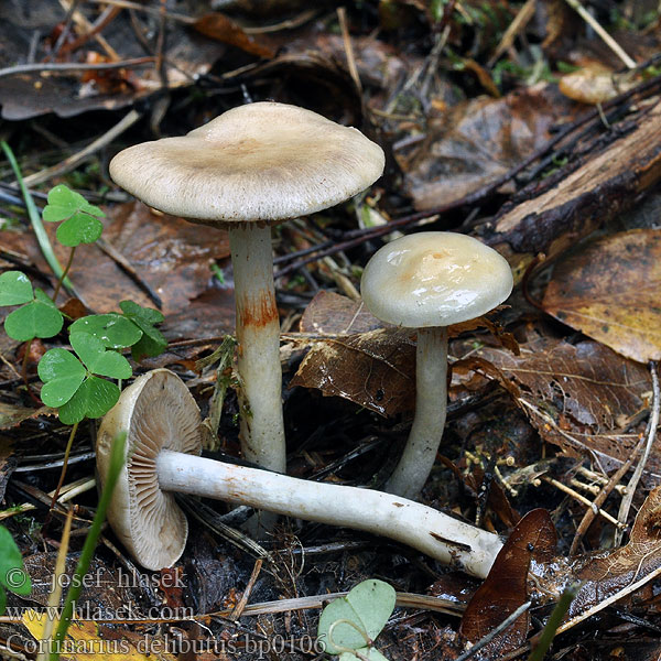 Cortinarius_delibutus_bp0106