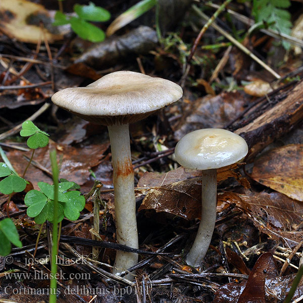 Cortinarius_delibutus_bp0111