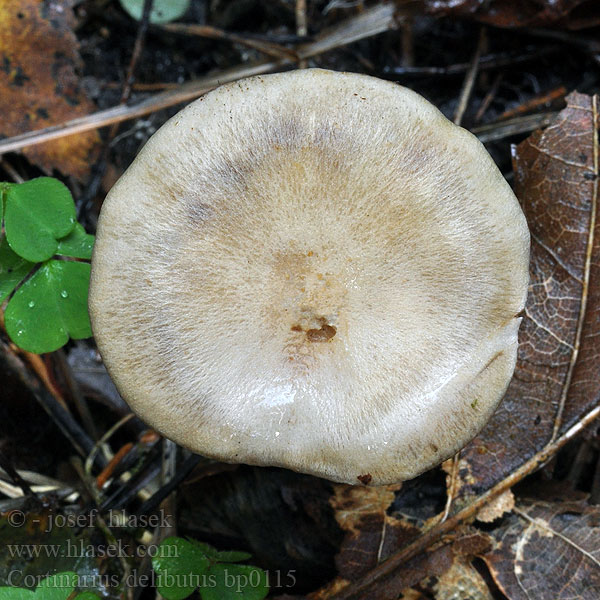 Zasłonak błękitnoblaszkowy Yellow Webcap Gul slørhat