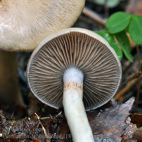 Cortinarius_delibutus_bp0118