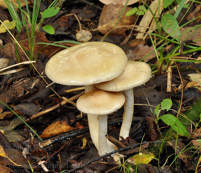 Cortinarius delibutus Pavučinec natřený