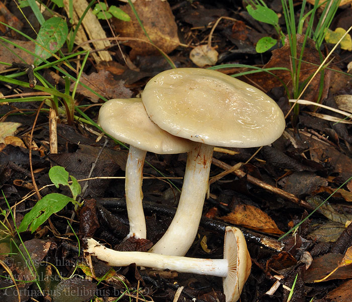 Cortinarius delibutus Cortinaire enduit Zasłonak błękitnoblaszkowy