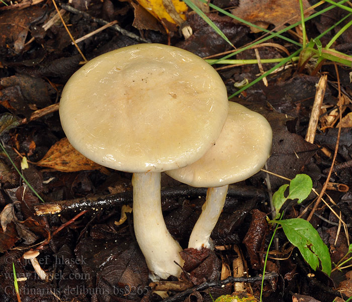 Cortinarius delibutus Yellow Webcap Gul slørhat