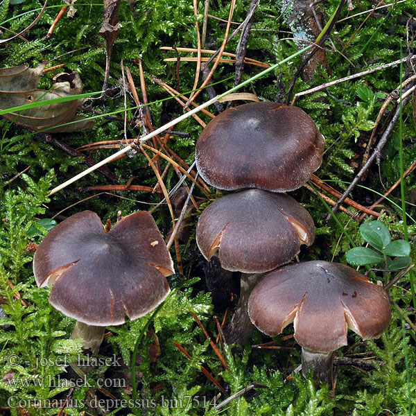 Cortinarius depressus bm7514