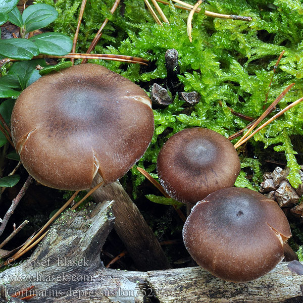 Cortinarius depressus bm7523