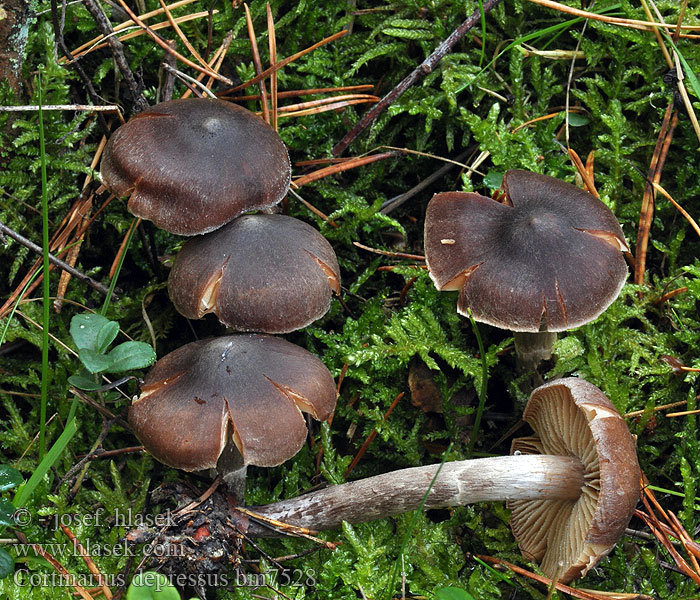 Cortinarius depressus bm7528