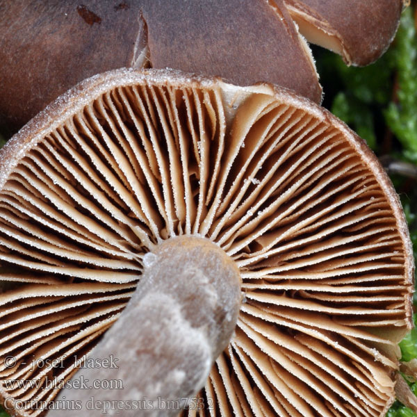 Cortinarius depressus bm7532